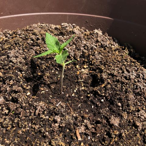 Allegra growlog timeline photo