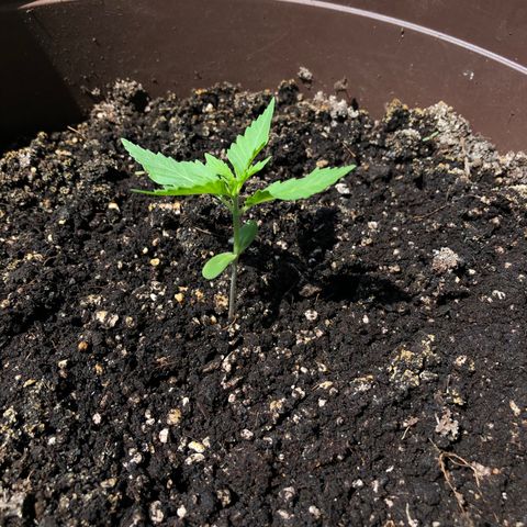 Allegra growlog timeline photo