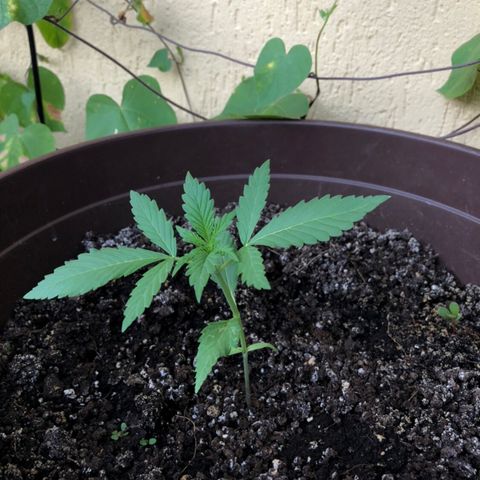 Allegra growlog timeline photo