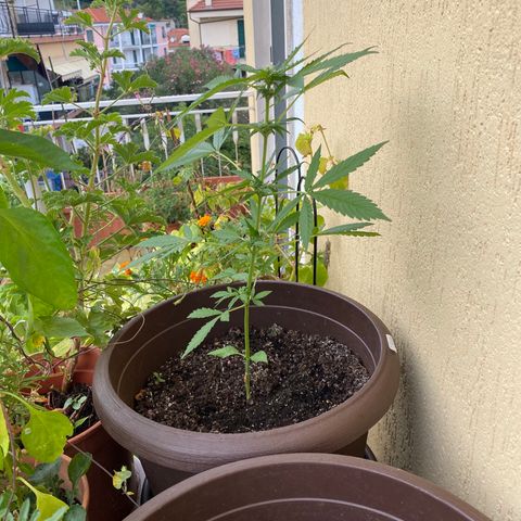 Allegra growlog timeline photo