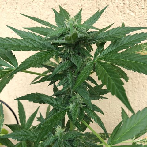 Allegra growlog timeline photo