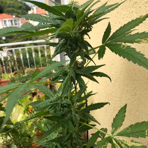 Allegra growlog timeline photo