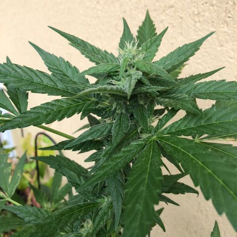 Allegra growlog timeline photo