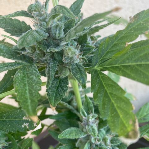Allegra growlog timeline photo