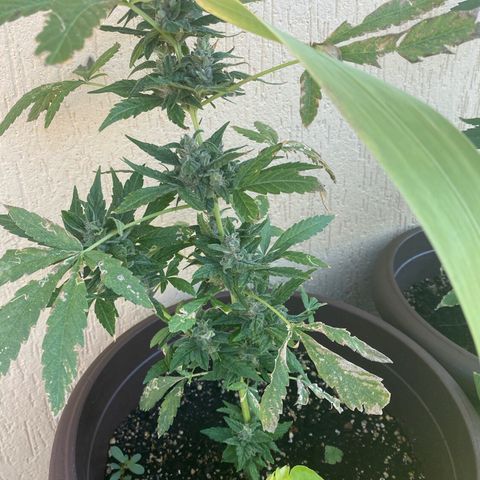 Allegra growlog timeline photo