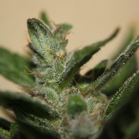 Allegra growlog timeline photo