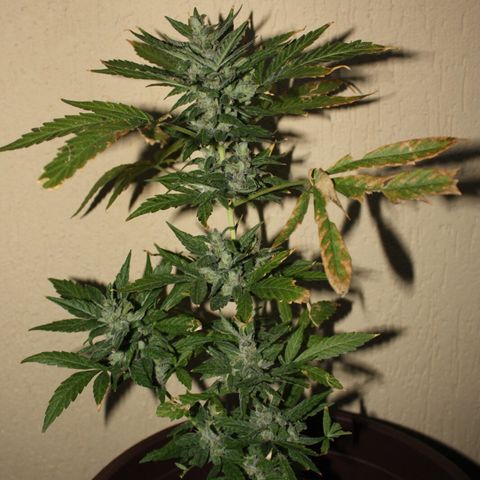 Allegra growlog timeline photo
