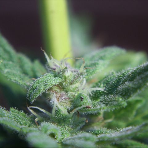 Allegra growlog timeline photo