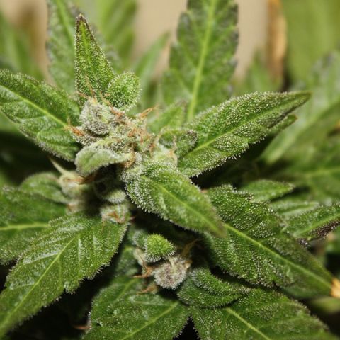 Allegra growlog timeline photo