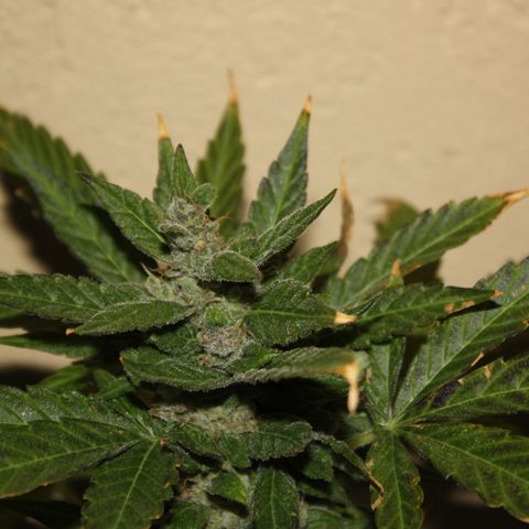 Allegra growlog timeline photo