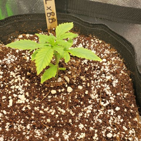 Northern Light Automatic growlog timeline photo