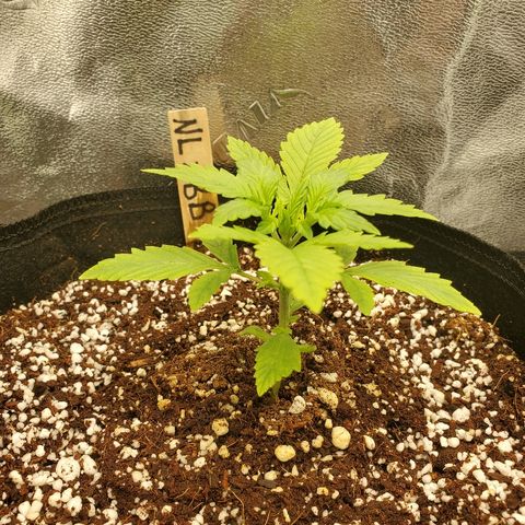 Northern Light Automatic growlog timeline photo