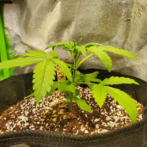 Northern Light Automatic growlog photo: Week 3