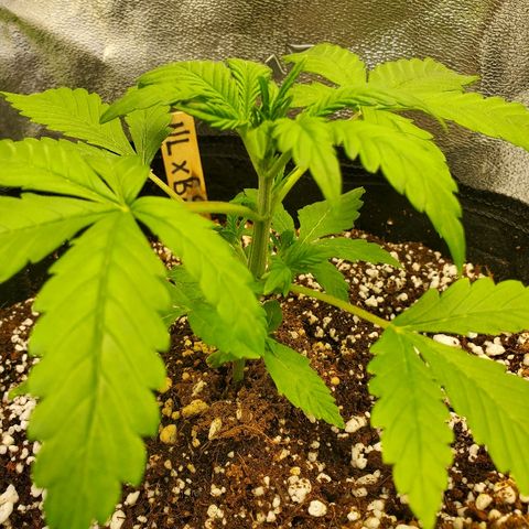 Northern Light Automatic growlog photo: Week 3
