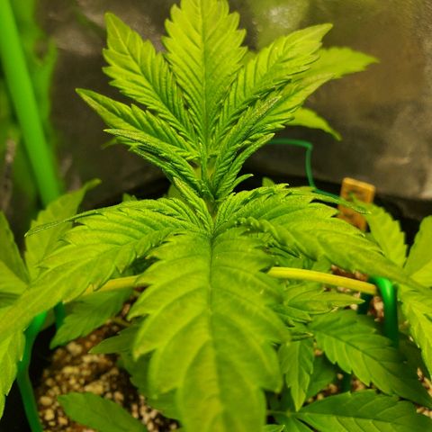 Northern Light Automatic growlog timeline photo