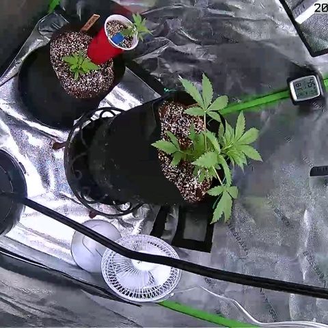 Northern Light Automatic growlog timeline photo