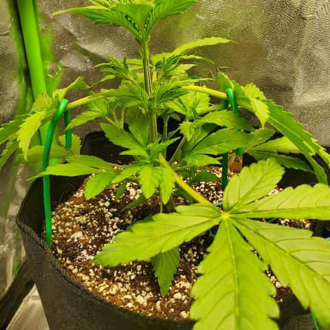 Northern Light Automatic growlog timeline photo