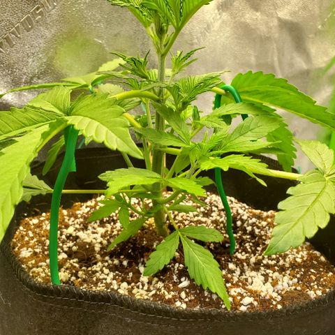 Northern Light Automatic growlog timeline photo