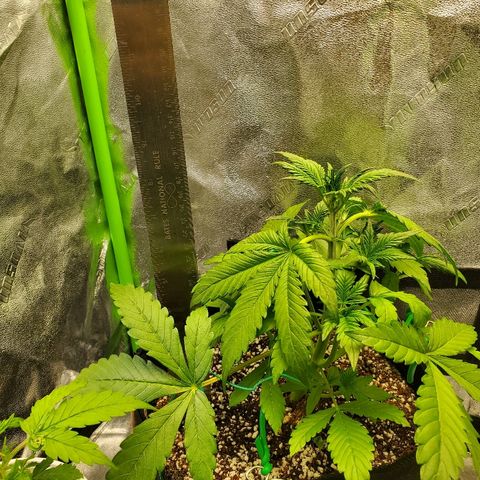 Northern Light Automatic growlog timeline photo