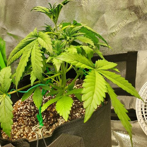 Northern Light Automatic growlog timeline photo