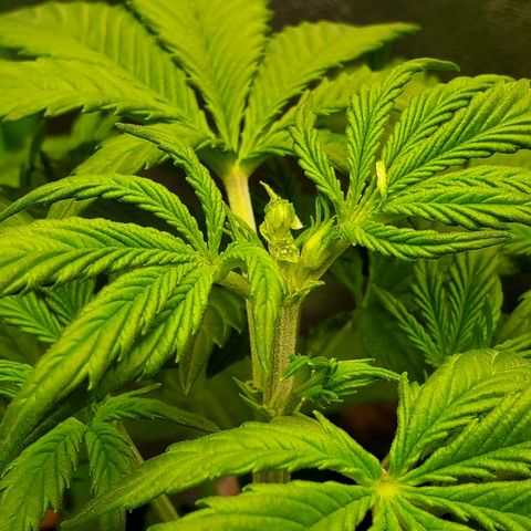Northern Light Automatic growlog timeline photo