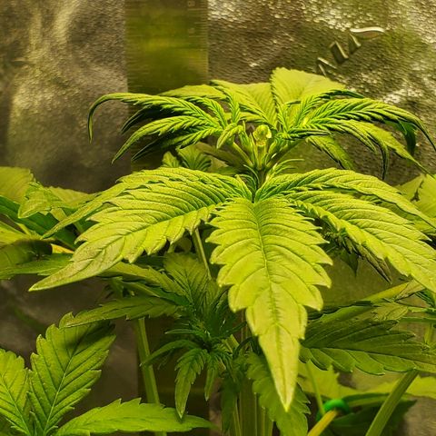 Northern Light Automatic growlog timeline photo