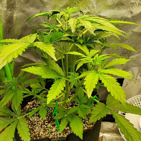 Northern Light Automatic growlog timeline photo