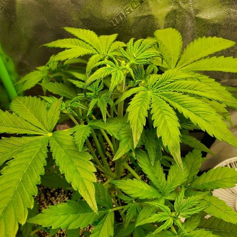 Northern Light Automatic growlog timeline photo