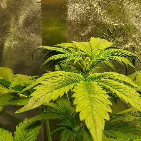 Northern Light Automatic growlog timeline photo