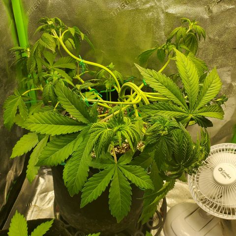 Northern Light Automatic growlog timeline photo