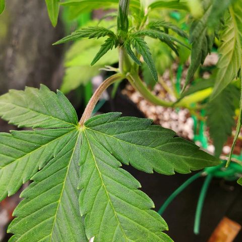 Northern Light Automatic growlog timeline photo