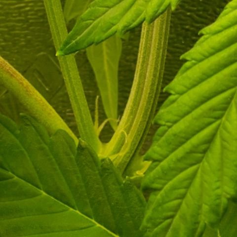Northern Light Automatic growlog timeline photo
