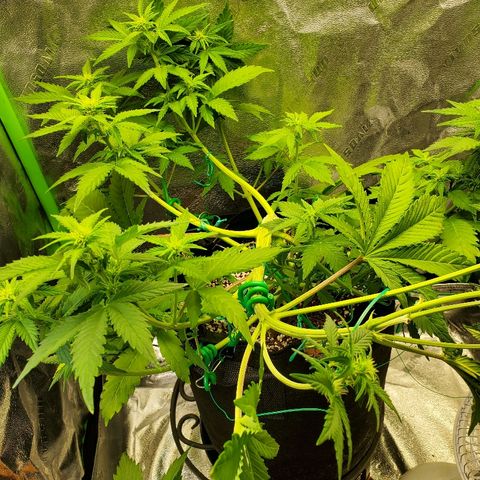 Northern Light Automatic growlog timeline photo