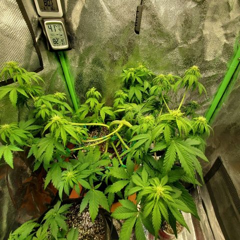 Northern Light Automatic growlog timeline photo