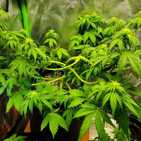 Northern Light Automatic growlog timeline photo