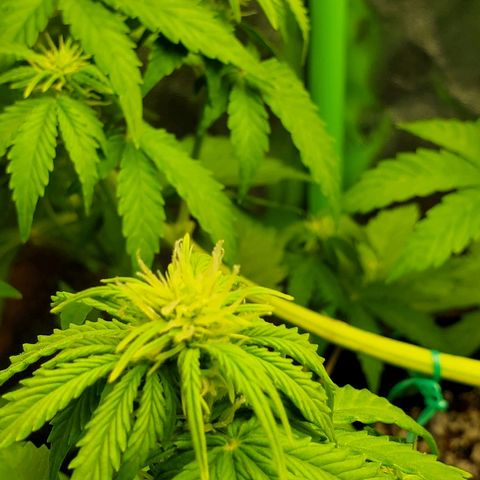 Northern Light Automatic growlog timeline photo