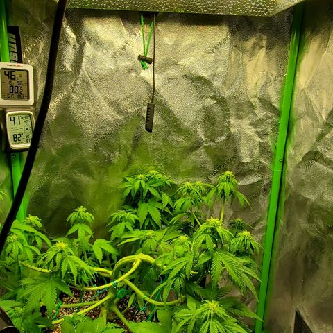 Northern Light Automatic growlog timeline photo