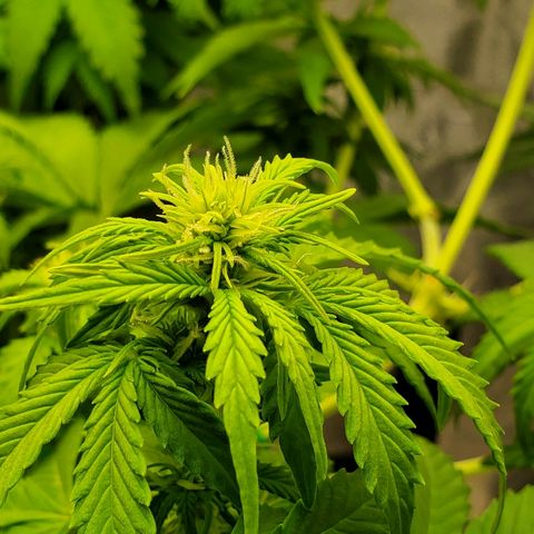 Northern Light Automatic growlog timeline photo