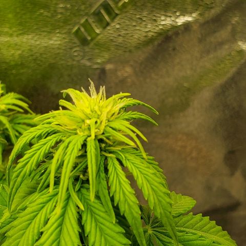 Northern Light Automatic growlog timeline photo