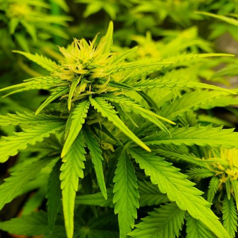 Northern Light Automatic growlog timeline photo