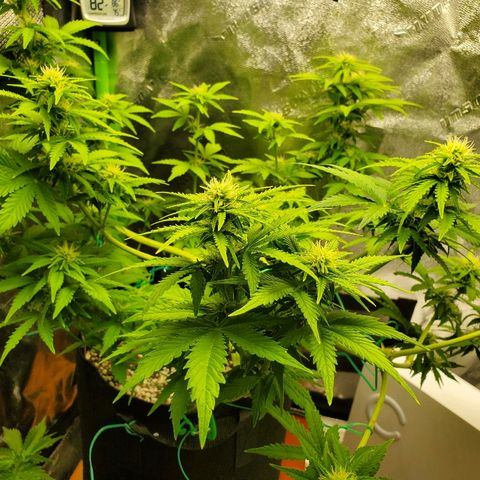 Northern Light Automatic growlog timeline photo