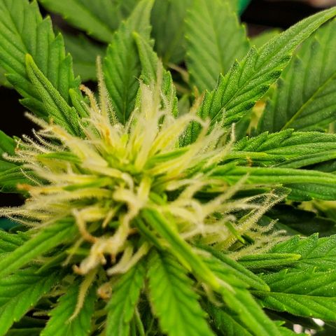 Northern Light Automatic growlog timeline photo