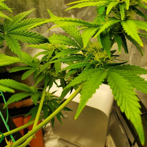 Northern Light Automatic growlog timeline photo