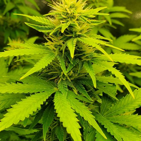 Northern Light Automatic growlog timeline photo