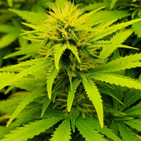 Northern Light Automatic growlog timeline photo