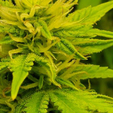 Northern Light Automatic growlog timeline photo