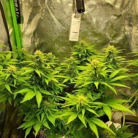 Northern Light Automatic growlog timeline photo
