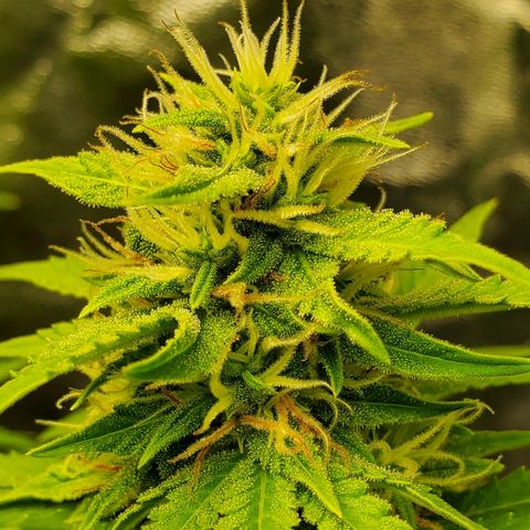 Northern Light Automatic growlog timeline photo