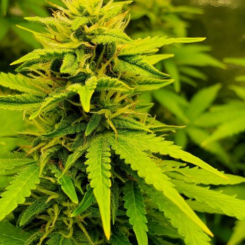 Northern Light Automatic growlog timeline photo