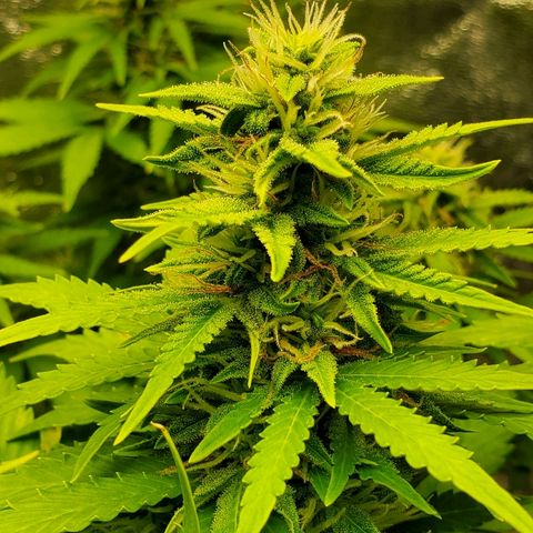 Northern Light Automatic growlog timeline photo